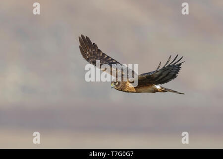 Immaturo Northern Harrier (Circus hudsonius) in volo Riverside Co., CA Gennaio 2016 Foto Stock