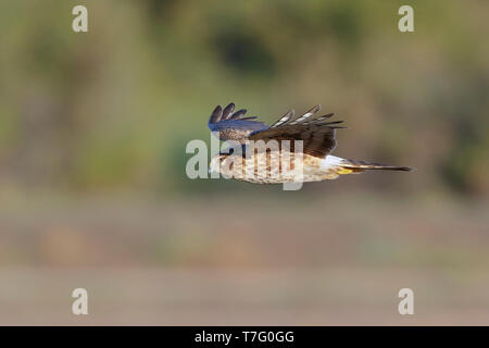 Femmina adulta Northern Harrier (Circus hudsonius) Riverside Co., California Novembre 2016 Foto Stock