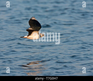 Adulto Pavoncella (Vanellus vanellus) in inverno piumaggio in volo a Starrevaart, Paesi Bassi. Mostra underwing Foto Stock