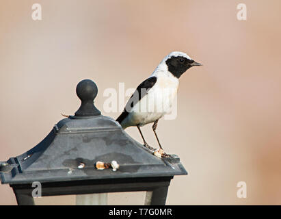 Maschio nero orientale-eared culbianco (Oenanthe melanoleuca) sul look-out vicino al sito di riproduzione su Lesbo, Grecia Foto Stock