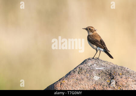 Femmina nero orientale-eared culbianco (Oenanthe melanoleuca) durante la primavera vicino al sito di riproduzione su Lesbo, Grecia Foto Stock