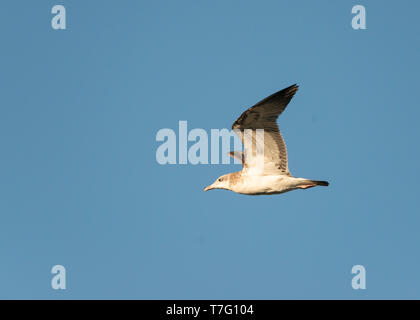 Primo-inverno Pallas il gabbiano (Ichthyaetus ichthyaetus), noto anche come maggiore a testa nera, Gabbiano in volo in Ladakh in India. Foto Stock