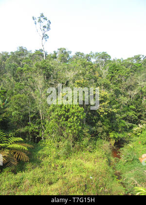 Lussureggiante foresta pluviale in riserva Analamazoatra (noto anche come Perinet), parte di Andasibe-Mantadia Parco nazionale del Madagascar. Foto Stock