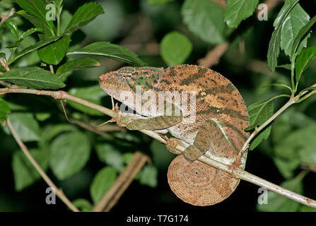 Ambra camaleonte di montagna (Furcifer timoni), endemico della Montagne d'Ambre National Park (Ambra Mountain National Park) vicino alla punta nord di Mada Foto Stock