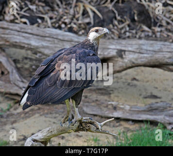 In pericolo critico Madagascan fish eagle (Haliaeetus vociferoides), noto anche come il Madagascar mare-eagle, appollaiato sulla costa settentrionale del Madagascar. Se Foto Stock