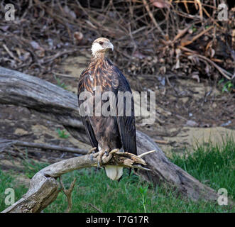 In pericolo critico Madagascan fish eagle (Haliaeetus vociferoides), noto anche come il Madagascar mare-eagle, appollaiato sulla costa settentrionale del Madagascar. Fr Foto Stock