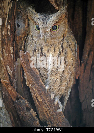 Torotoroka Assiolo (Otus madagascariensis) di giorno posatoio in Madagascar. Foto Stock