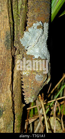 Foglia di muschio-tailed gecko (Uroplatus sikorae), noto anche come piatto meridionale-tail gecko. Il suo nome si riferisce alla mossy-come camuffamento dei motivi e dei colori Foto Stock