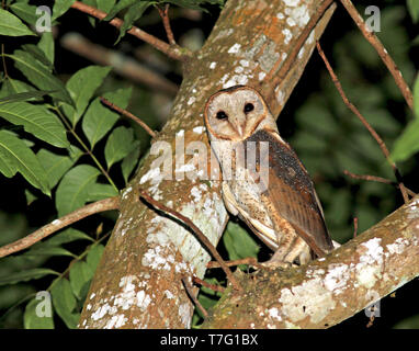 Eastern Barbagianni (Tyto javanica) durante la notte nelle foreste pluviali di Sumatra in Indonesia Foto Stock