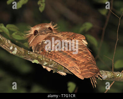 Grandi frogmouth (Batrachostomus auritus) durante la notte nelle foreste pluviali di Sumatra, in Indonesia. Foto Stock