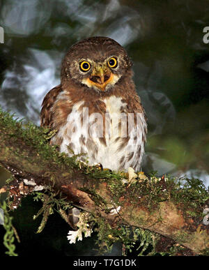 Collare di Sumatra Owlet (Glaucidium brodiei) chiamando in foreste pluviali di Sumatra, in Indonesia. Foto Stock