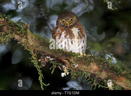 Collare di Sumatra Owlet (Glaucidium brodiei) nelle foreste pluviali di Sumatra, in Indonesia. Foto Stock