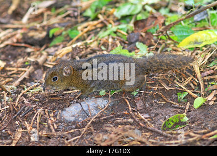 A tre strisce di terra (scoiattolo Lariscus insignis) nelle foreste pluviali di Sumatra, in Indonesia. Foto Stock