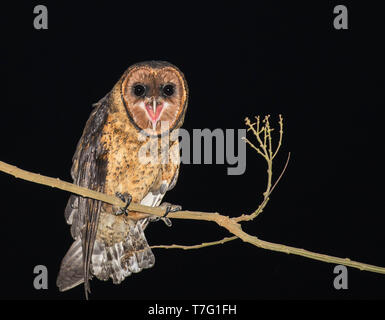 Minor Antillean Barbagianni (Tyto alba insularis) nelle Piccole Antille. Un locale scuro sottospecie. Lone bird chiamando. Foto Stock