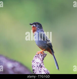 Maschio di canto Rufous-throated Solitaire (Myadestes genibarbis) da en persico esposta nella foresta dei Caraibi. Foto Stock