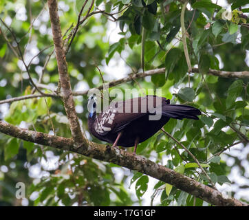 In pericolo critico Trinidad piping guan (Pipile pipile), localmente noto come pawi, sull'isola di Trinidad nel Mar dei Caraibi. Appollaiato su un ramo in Foto Stock