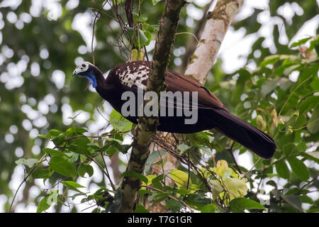 In pericolo critico Trinidad piping guan (Pipile pipile), localmente noto come pawi, sull'isola di Trinidad nel Mar dei Caraibi. Appollaiato su un ramo in Foto Stock