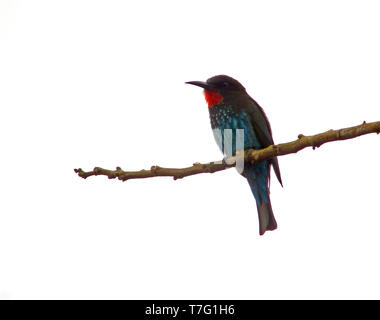 Nero adulto Gruccione (Merops gularis) appollaiato su un ramoscello in Angola. Foto Stock