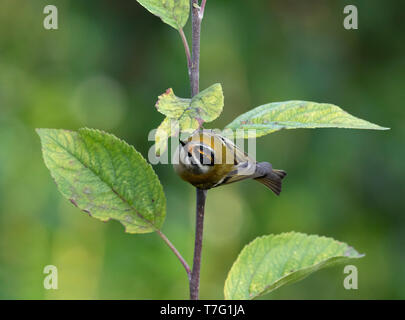 Adulto Firecrest (Regulus ignicapilla) appollaiato su un ramoscello in Inghilterra. Appeso a testa in giù in una pianta. Foto Stock