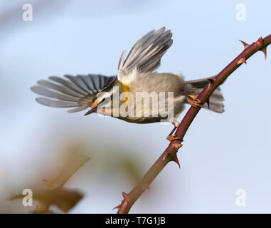 Adulto Firecrest (Regulus ignicapilla) appollaiato su un ramoscello in Inghilterra. Decollare da un rovo che mostra sotto le ali. Foto Stock