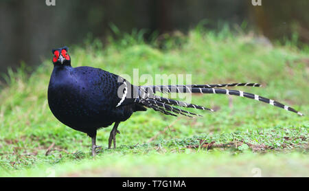 Il Fagiano mikado (Syrmaticus mikado), non ufficiale di uccello nazionale di Taiwan. Endemica di regioni montane di Taiwan. Foto Stock