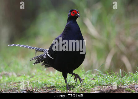 Il Fagiano mikado (Syrmaticus mikado), non ufficiale di uccello nazionale di Taiwan. Endemica di regioni montane di Taiwan. Foto Stock