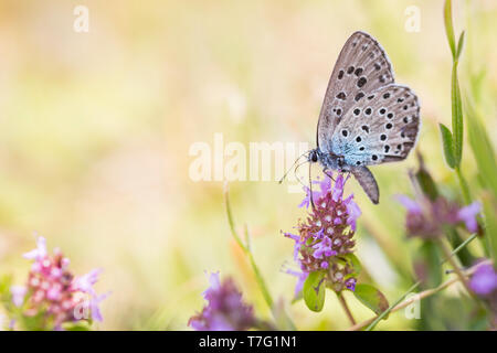 Grande Blu, Phengaris arion, Quendel-Ameisenbläuling, Germania (Baden-Württemberg), imago Foto Stock