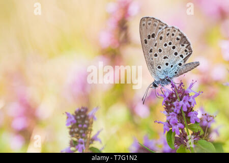 Grande Blu, Phengaris arion, Quendel-Ameisenbläuling, Germania (Baden-Württemberg), imago Foto Stock