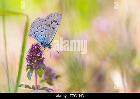 Grande Blu, Phengaris arion, Quendel-Ameisenbläuling, Germania (Baden-Württemberg), imago Foto Stock