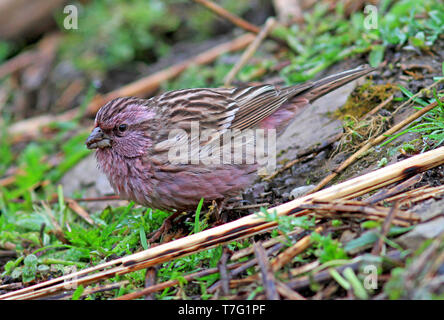 Rosa-rumped Rosefinch (Carpodacus waltoni) appollaiato sul terreno Foto Stock