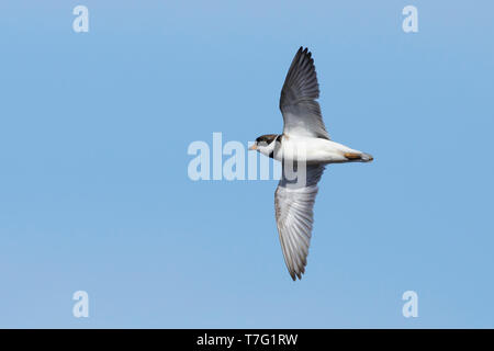 Adulto Semipalmated Plover (Charadrius semipalmatus) in allevamento piumaggio volare sulla penisola di Seward, Alaska, Stati Uniti d'America. Foto Stock