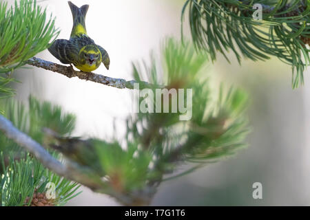 Visualizzazione Europei maschili (Verzellino Serinus serinus) in Spagna. Arroccato in un pino durante il canto. Foto Stock