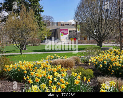 HAMILTON, CANADA - Maggio 2019: il campus di McMaster University ha ampi spazi aperti e luminosi aiuole di fiori. Foto Stock