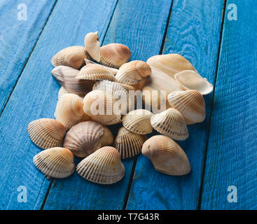 Molte conchiglie di mare su un blu tavolo in legno. Foto Stock