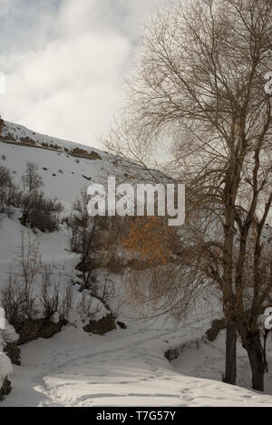 Foto di albero secco in inverni in Himalaya - India Foto Stock