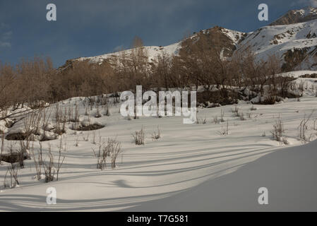 Foto di albero secco in inverni in Himalaya - India Foto Stock