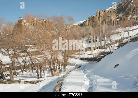 Foto di albero secco in inverni in Himalaya - India Foto Stock