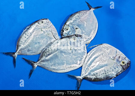 Close-up di quattro Mene Moonfish posa su un colore blu panno della tabella in un mercato umido. Si tratta di un comune pesce nelle Filippine Foto Stock