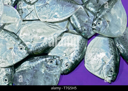 Close-up di abbondanza Mene Moonfish posa su un colore porpora panno della tabella in un mercato umido. Si tratta di un comune pesce nelle Filippine. Foto Stock