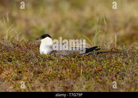 Adulto Long-tailed Skua (Stercorarius longicaudus) sul suo nido sulla penisola di Seward, Alaska, Stati Uniti durante la primavera. Foto Stock