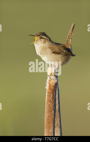 Adulto Marsh Wren (Cistothorus palustris) arroccato sulla cima di un bastone reed in Lac Le Jeune, British Columbia, Canada. Foto Stock