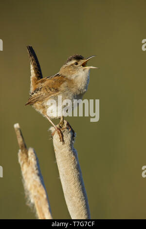 Adulto Marsh Wren (Cistothorus palustris) arroccato sulla cima di un bastone reed in Lac Le Jeune, British Columbia, Canada. Foto Stock