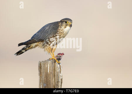 Maschio adulto American Merlin (Falco columbarius columbarius) svernano in Riverside County, California, nel mese di novembre. Appollaiato su un ramo morto contro un Foto Stock