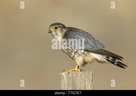 Maschio adulto American Merlin (Falco columbarius columbarius) svernano in Riverside County, California, nel mese di novembre. Appollaiato su un ramo morto contro un Foto Stock