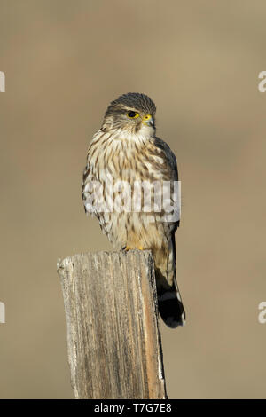 Maschio adulto American Merlin (Falco columbarius columbarius) svernano in Riverside County, California, nel mese di novembre. Appollaiato su un ramo morto contro un Foto Stock