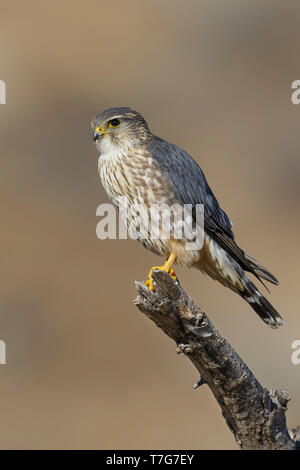 Maschio adulto American Merlin (Falco columbarius columbarius) svernano in Riverside County, California, nel mese di novembre. Appollaiato su un ramo morto contro un Foto Stock