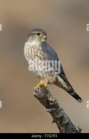 Maschio adulto American Merlin (Falco columbarius columbarius) svernano in Riverside County, California, nel mese di novembre. Appollaiato su un ramo morto contro un Foto Stock