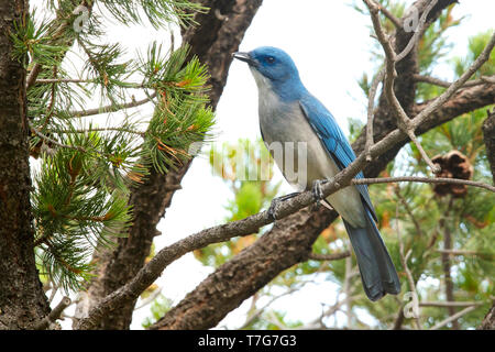 Adulto Mexican Jay (Aphelocoma wollweberi), precedentemente noto come il grigio-breasted jay, arroccato in pino in Brewster Co., Texas, Stati Uniti d'America. Foto Stock