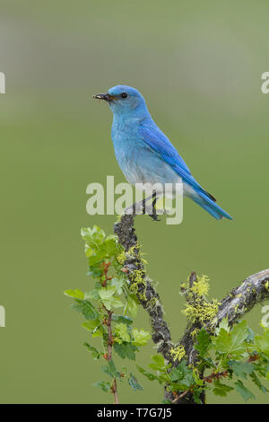 Maschio adulto Mountain Bluebird (Sialia currucoides) a Kamloops, Canada nel giugno 2015. Foto Stock