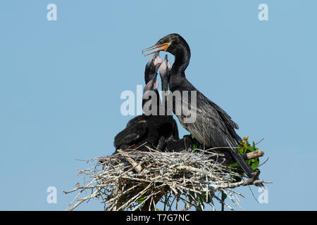 Adulto Neotropic cormorano (Phalacrocorax brasilianus) sul suo nido ti alimentazione giovani pulcini in una colonia in Galveston County, Texas, Stati Uniti d'America. Foto Stock